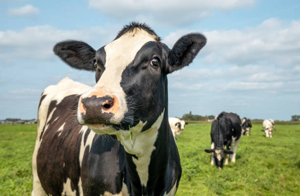 picture of a cow