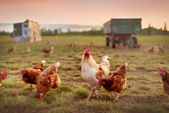 Chickens Outdoors