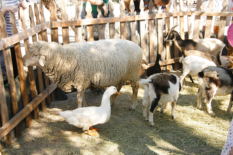 Petting zoo image