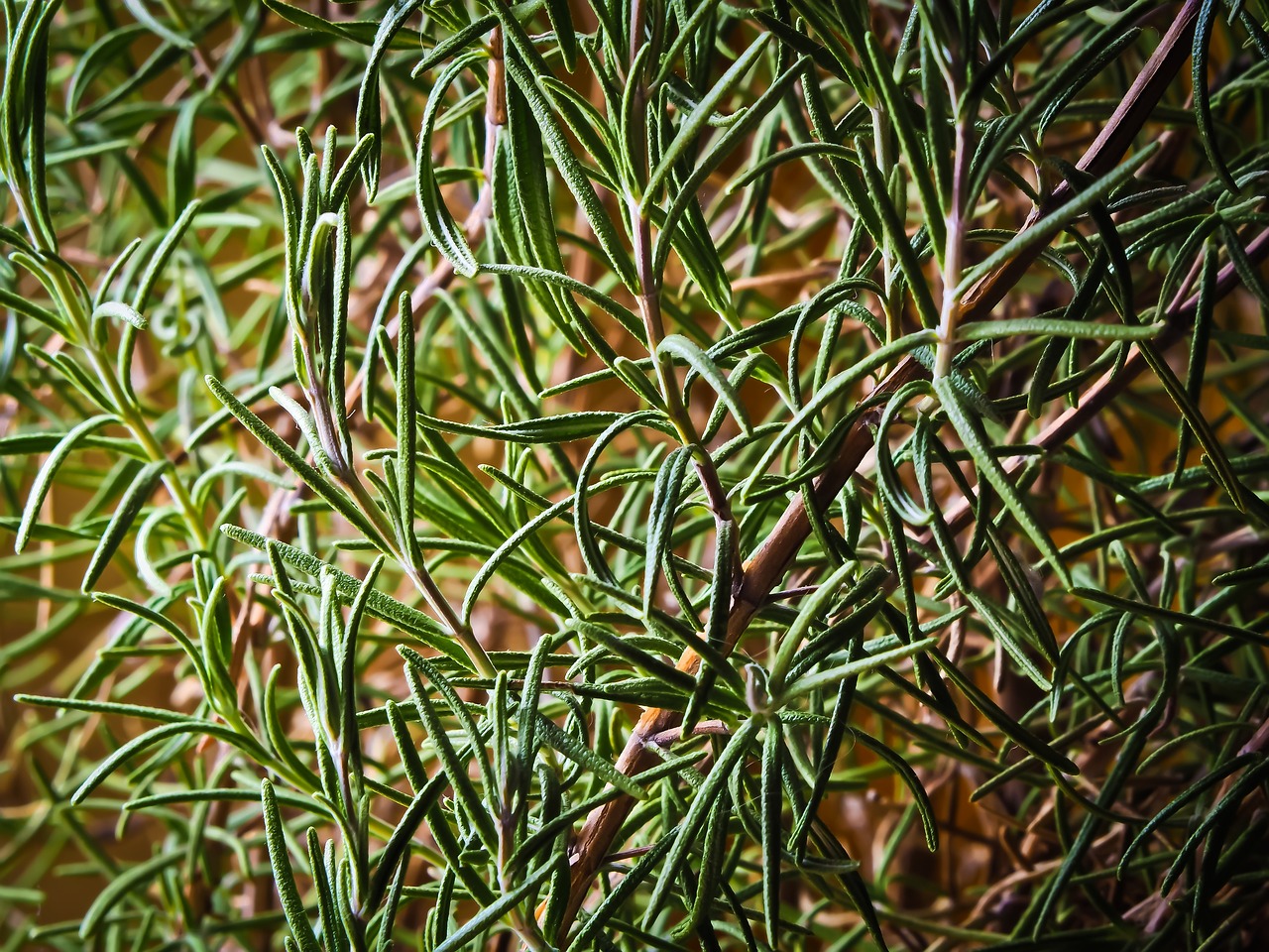 rosemary herbs sold at farmshop 