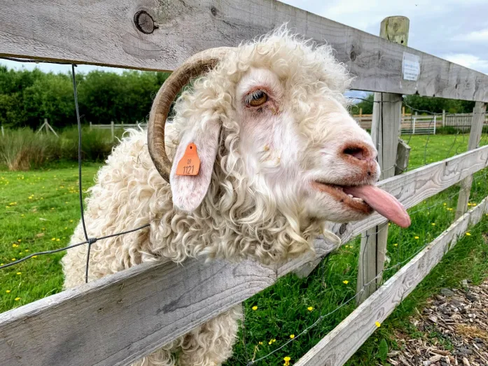 Petting zoo image